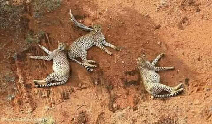 Elephant herd in Amboseli National Park