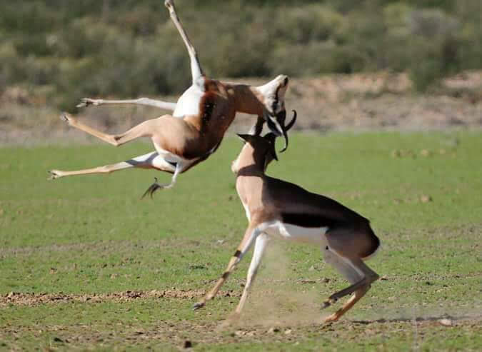 Great Migration in Masai Mara