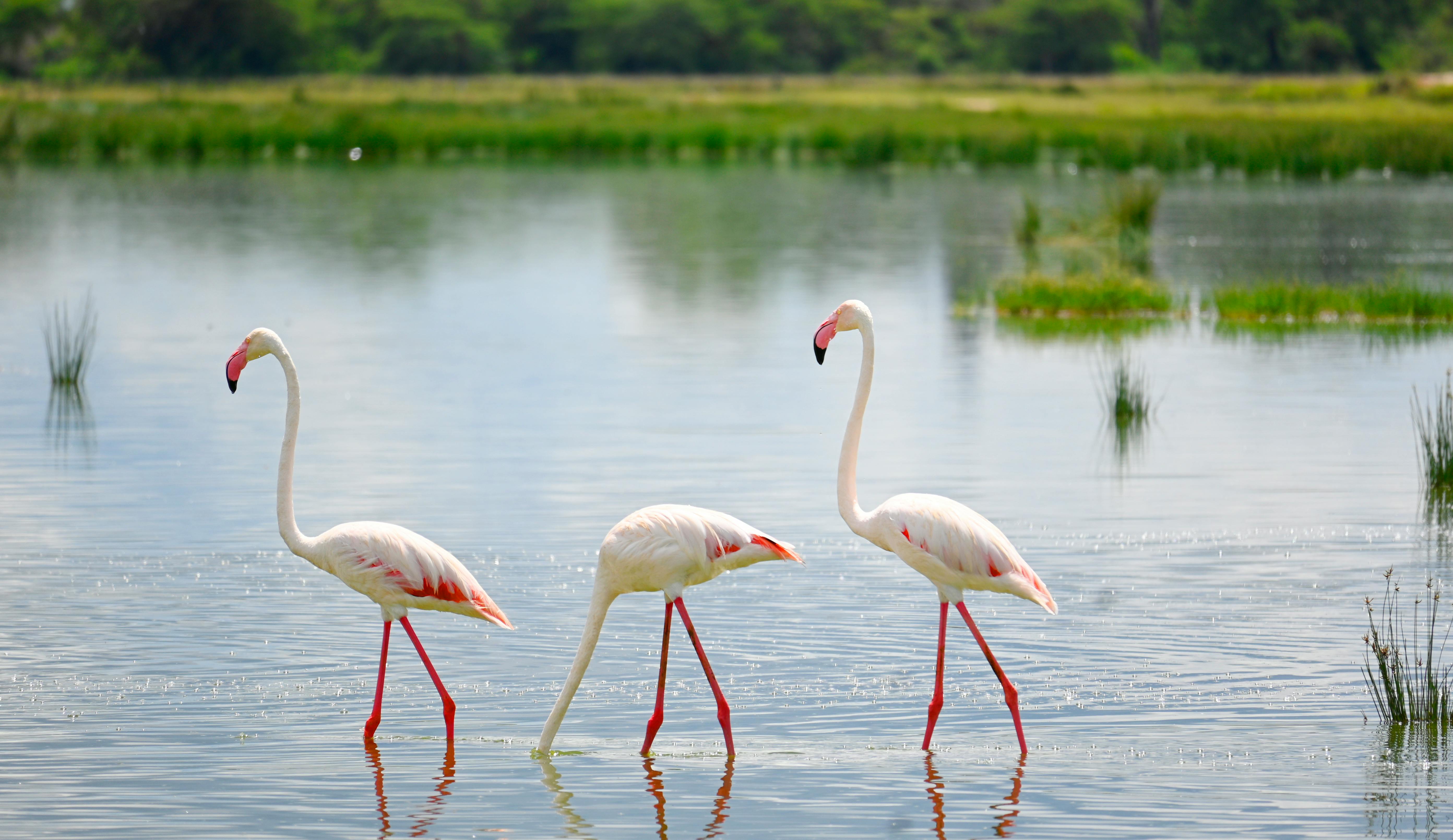 Lake Nakuru Flamingo Safari in Nakuru County