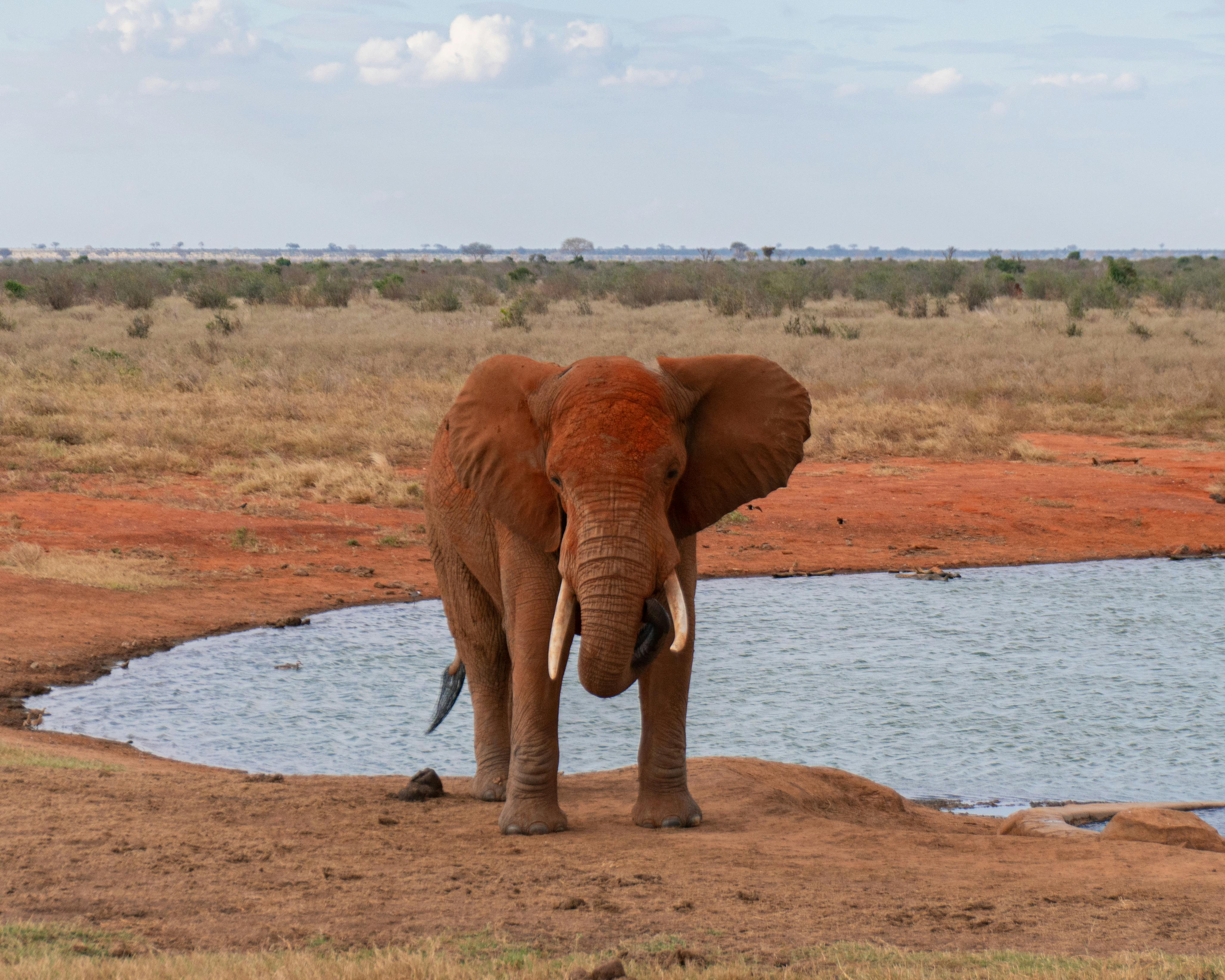 Tsavo East Adventure Safari in Taita Taveta County